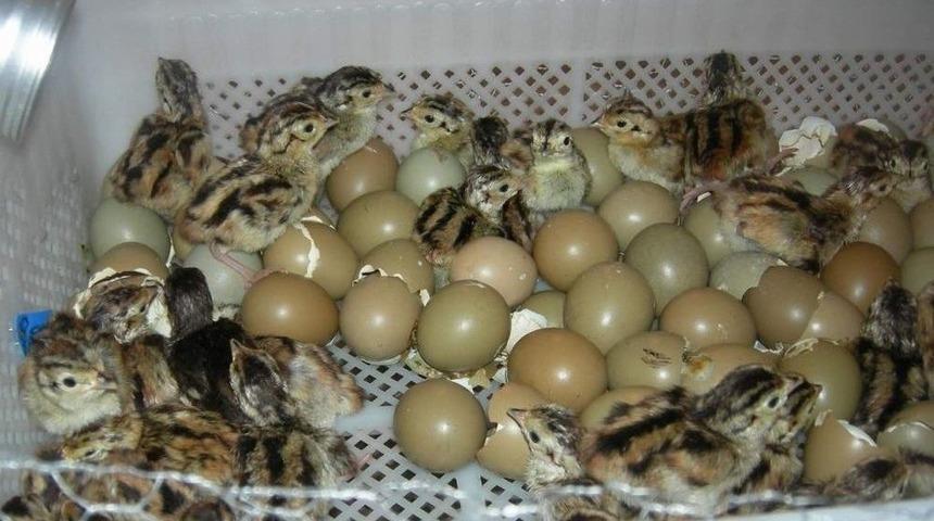 Şuhut Keklik &Uuml;retme İstasyonu&rsquo;nda 10 Bin 500 Adet Keklik &Uuml;retildi