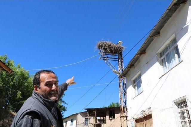 Göçmen Leylekler Köy Sakini Gibi