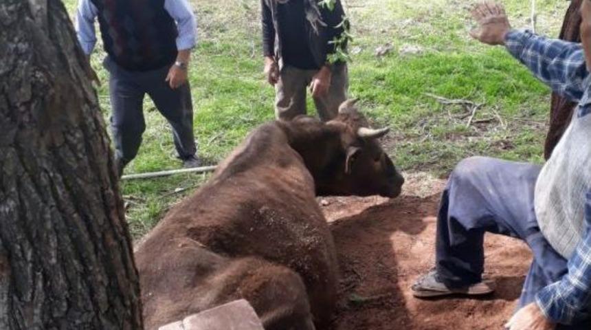 Ağa&ccedil;ların Arasına Sıkışan İnek, Afad Tarafından Kurtarıldı
