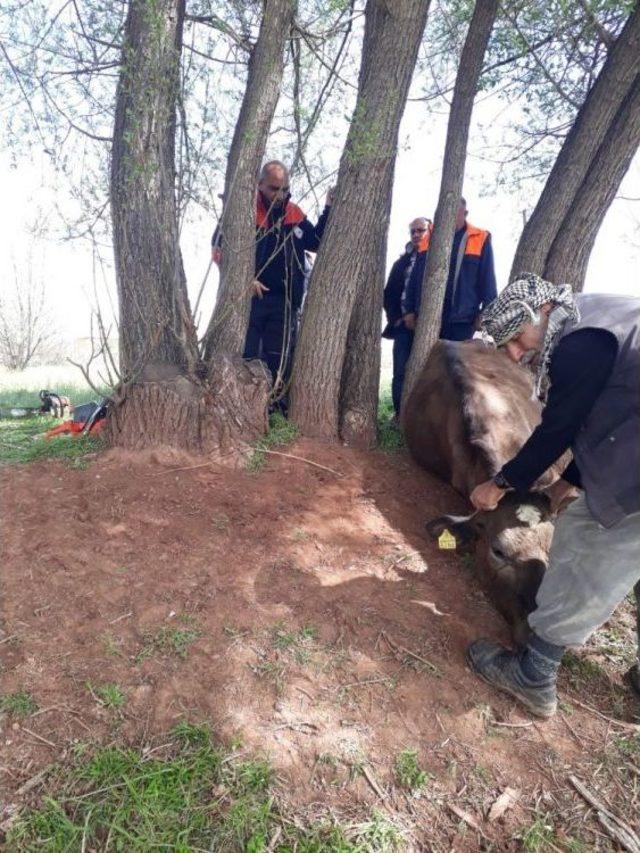 Ağaçların Arasına Sıkışan İnek, Afad Tarafından Kurtarıldı