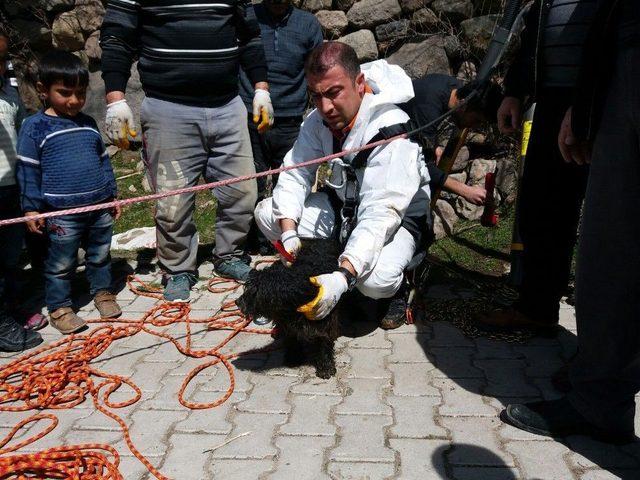 Kuyuya D&uuml;şen K&ouml;peği Afad Kurtardı 2