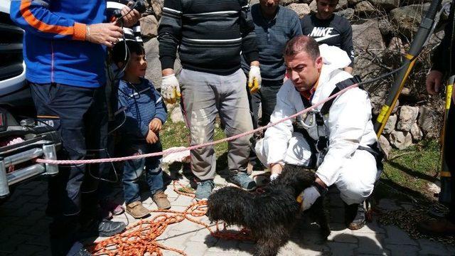 Kuyuya D&uuml;şen K&ouml;peği Afad Kurtardı 3