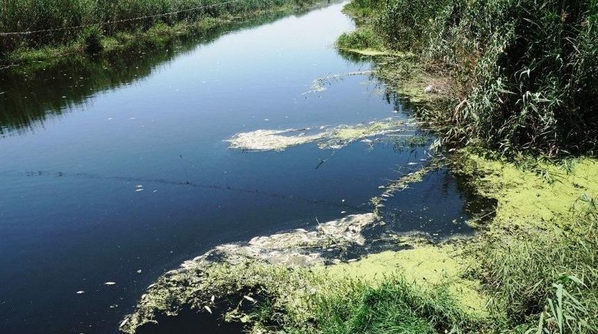 Vali Köşger: “balık Ölümlerine Neden Olanlar Cezalandırılacak”