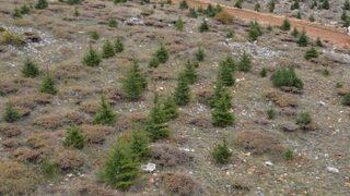 Mersin’de 14 Yılda 307 Milyon Fidan Toprakla Buluştu