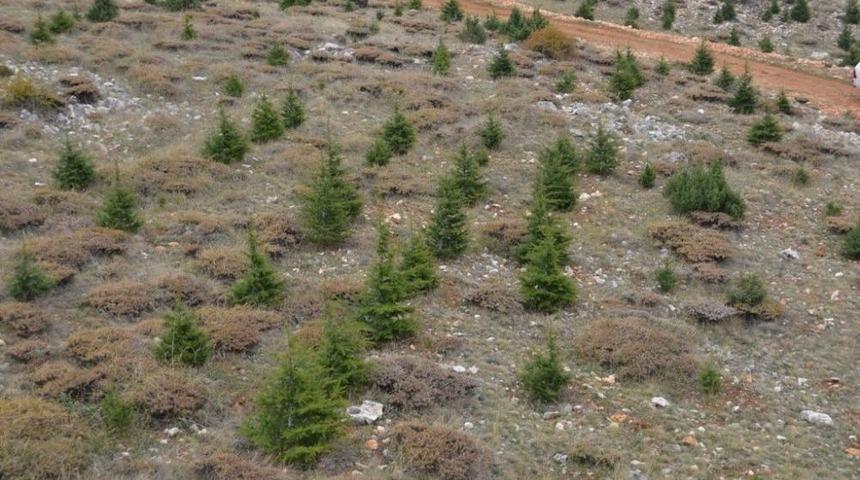 Mersin’de 14 Yılda 307 Milyon Fidan Toprakla Buluştu