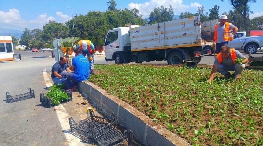 Finike Caddeleri Çiçeklerle Donatıldı