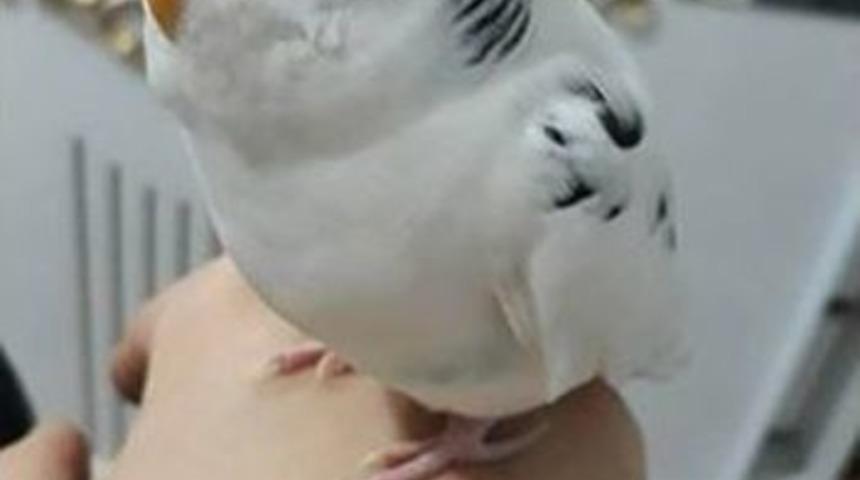 Kaybolan Kuşunu Bulanı Ödüllendirecek