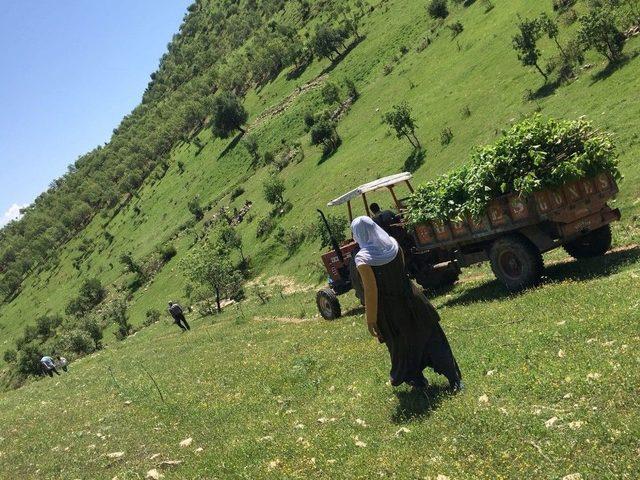 Kulplu Genç Çiftçi İlk Hasadını Yaptı