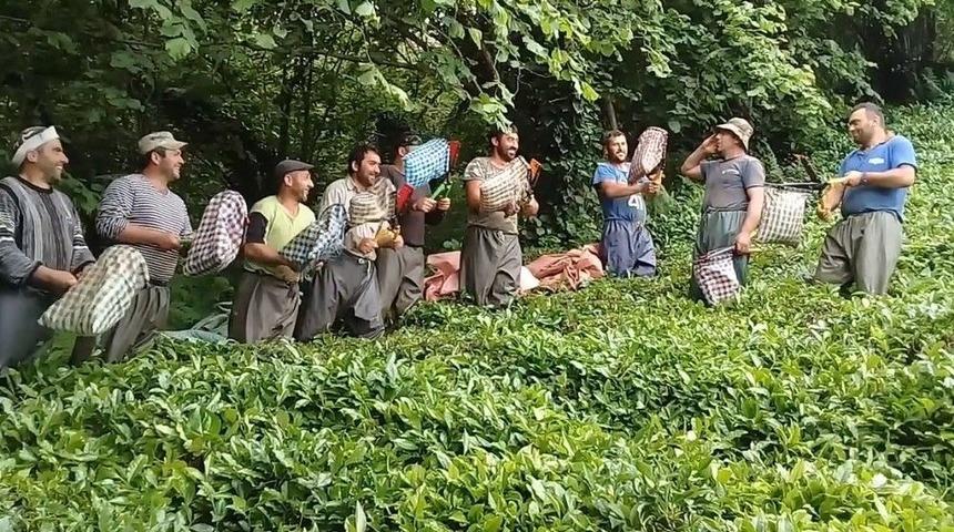 G&uuml;rc&uuml; &Ccedil;ay İş&ccedil;ileri &Ccedil;ay Toplamayı Eğlenceye D&ouml;n&uuml;şt&uuml;rd&uuml;