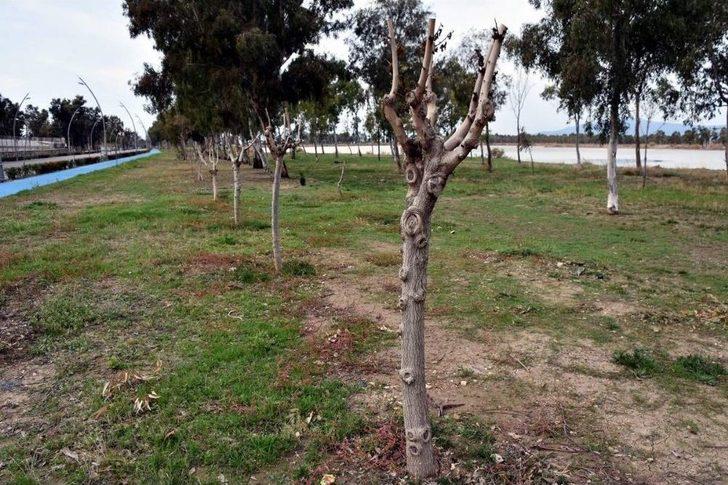 Aliağa’da Plajlar Bölgesine Ağaç Takviyesi G1