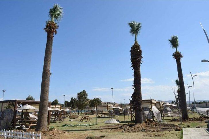 Aliağa’da Plajlar Bölgesine Ağaç Takviyesi G4