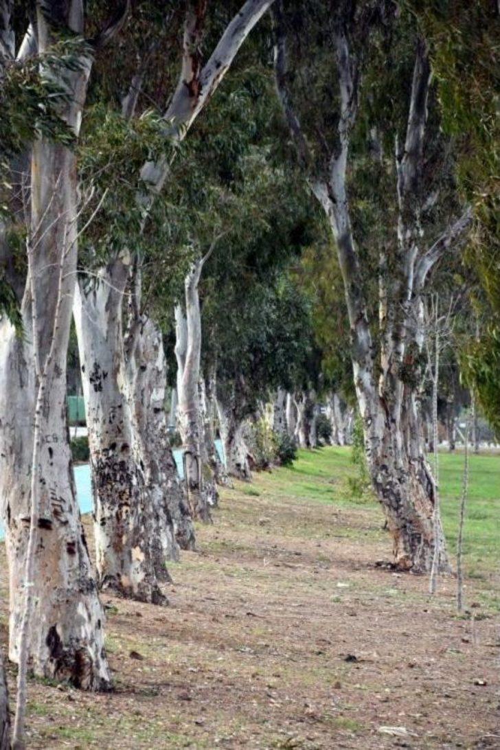 Aliağa’da Plajlar Bölgesine Ağaç Takviyesi G5