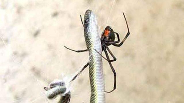 Örümcek yılanı öldürdü