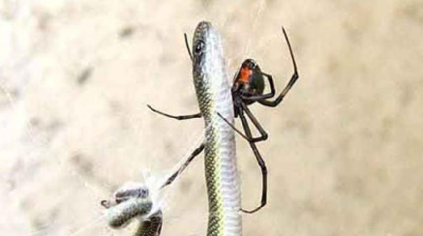 Örümcek yılanı öldürdü