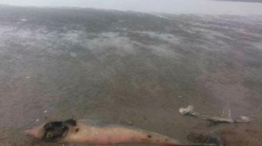 Silahla Vurulan Yunus Karaya Vurdu