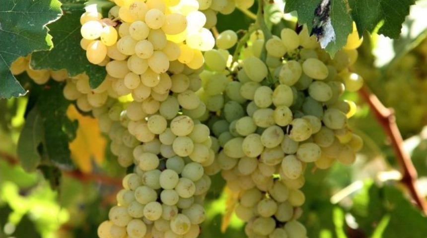 Ege İhracatı 13 Milyar Dolara Ulaştı