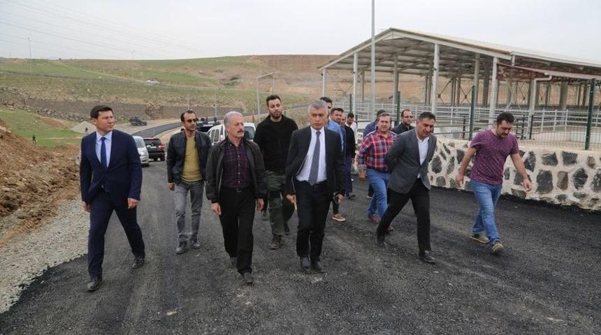 Cizre&rsquo;de Hayvan Pazarı Faaliyete Başlıyor