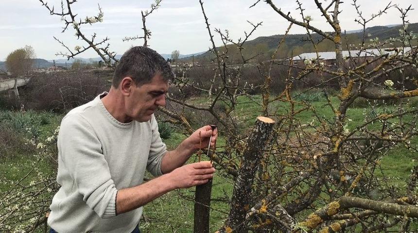 &Ccedil;an&rsquo;da K&ouml;y Merasındaki Yabani Ağa&ccedil;lar Aşılanıyor