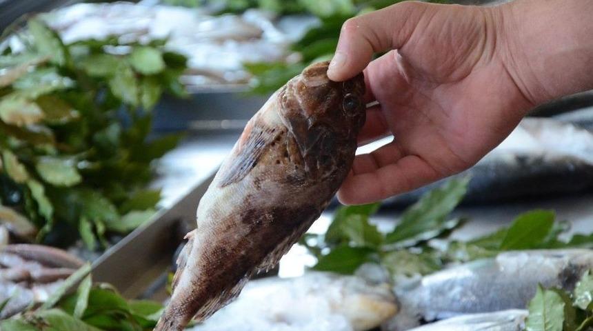 Dışı Zehirli, İ&ccedil;i Lezzetli Balık: İskorpit