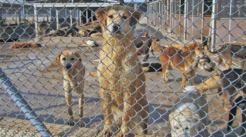 &ldquo;hayvana Şiddet, İnsana Şiddetin Habercisi Olabilir&rdquo;