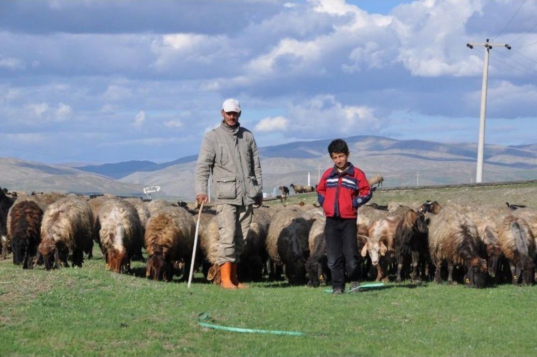 &Ccedil;oban Maliyeti 5-6 Bin Tl&rsquo;yi Bulunca Hayvanlarına Kendileri Bakıyor