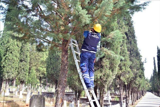 Muğla’nın Kuşlarına Büyükşehir Güvencesi