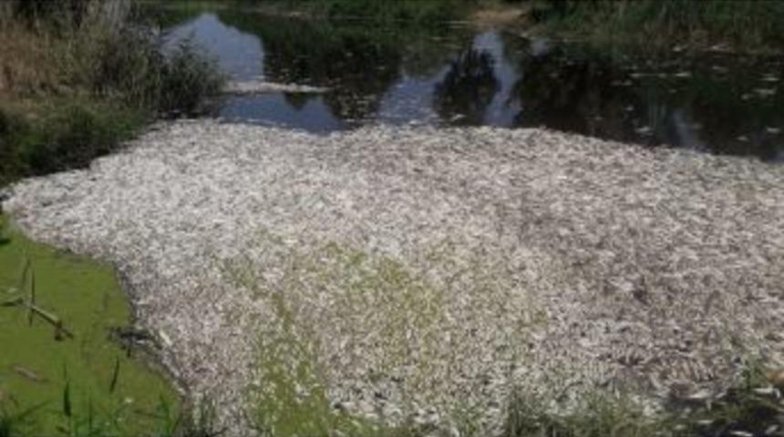 S&ouml;ke&rsquo;deki Balık &Ouml;l&uuml;mleriyle İlgili Cumhuriyet Başsavcılığı&rsquo;ndan A&ccedil;ıklama
