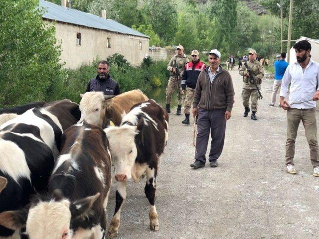 Köylünün Kaybolan Hayvanlarını Jandarma Buldu