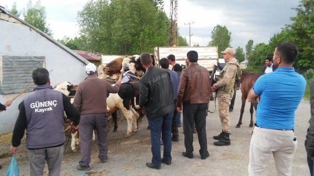 Köylünün Kaybolan Hayvanlarını Jandarma Buldu