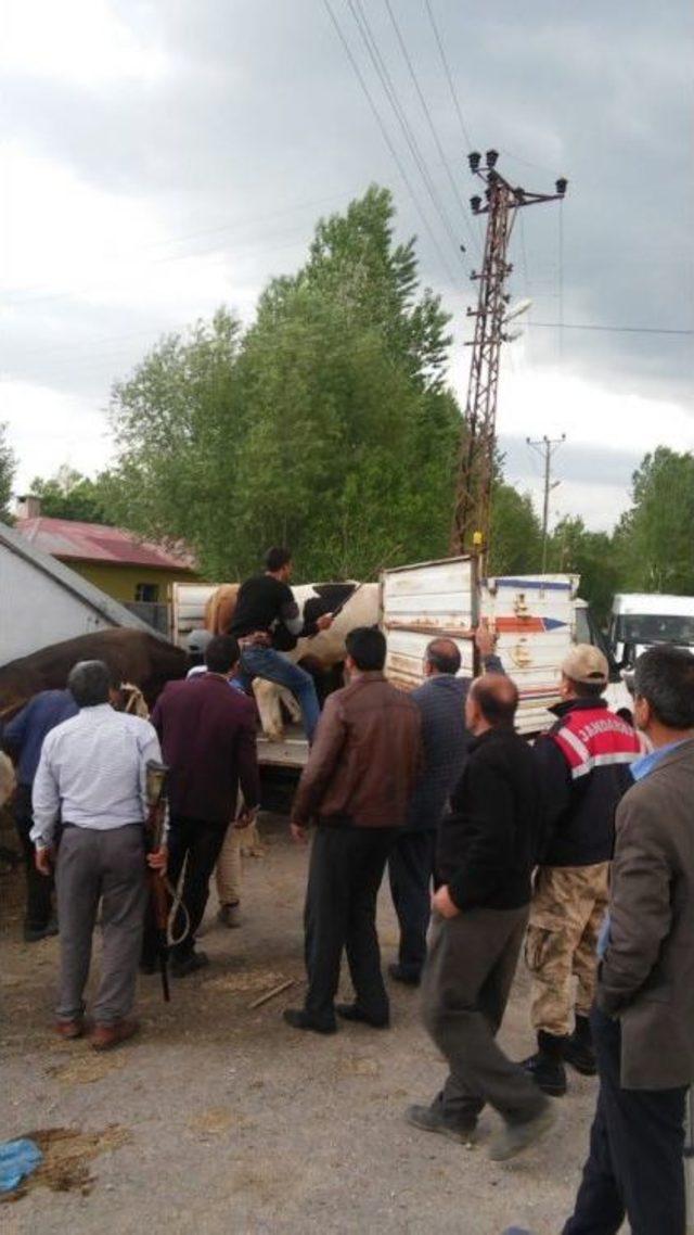 Köylünün Kaybolan Hayvanlarını Jandarma Buldu