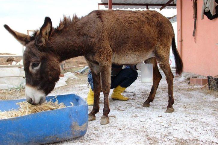 (özel Haber) Eşek Sütüyle Şifa Buldu, Çiftliğini Kurdu G1