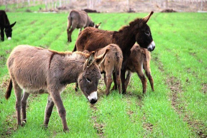 (özel Haber) Eşek Sütüyle Şifa Buldu, Çiftliğini Kurdu G2