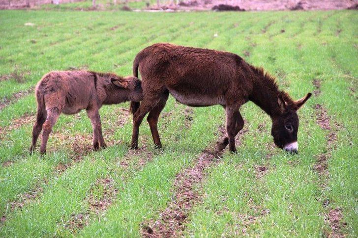 (özel Haber) Eşek Sütüyle Şifa Buldu, Çiftliğini Kurdu G3