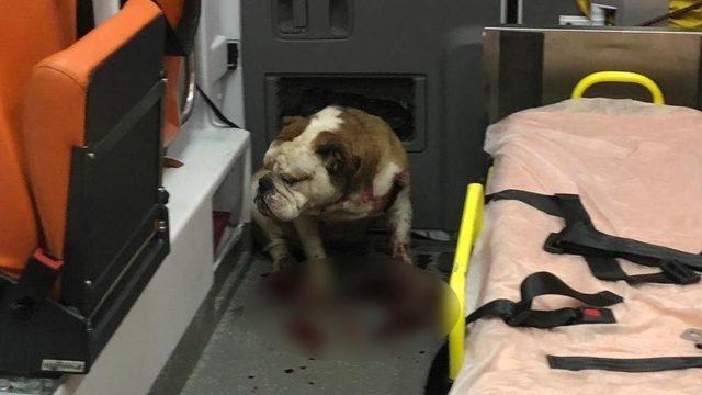 İzmir’deki Saldırgan Köpeği Polisin Kurşunu Bile Durduramadı