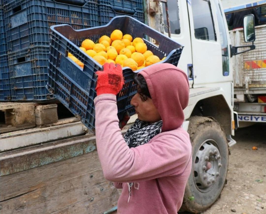 Narenciye &Uuml;reticisi İş&ccedil;i Bulamıyor