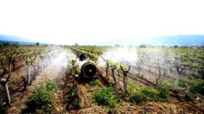 Sarıg&ouml;ll&uuml; &Uuml;reticiler Kaliteli &Uuml;z&uuml;m İ&ccedil;in Kolları Sıvadı