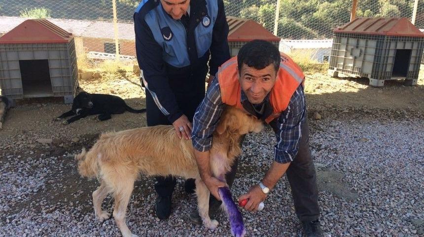 Simav&rsquo;da &rsquo;ge&ccedil;ici K&ouml;pek Yaşam Alanı&rsquo; Kışa Hazır