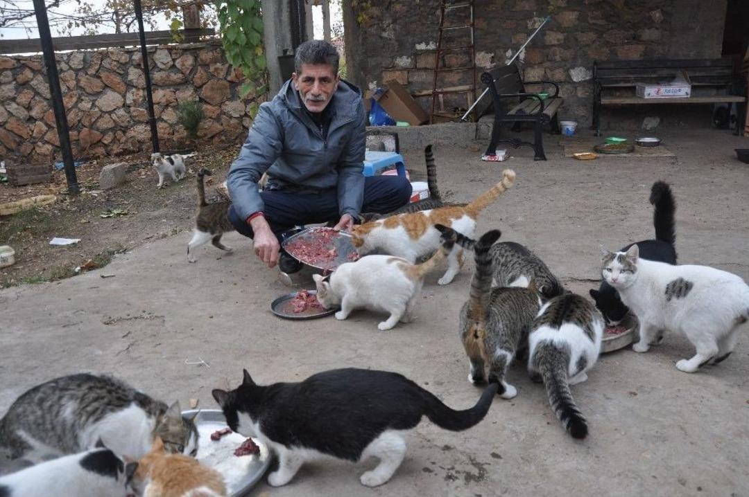 Kedilerin Yolunu G&ouml;zlediği Muhtar