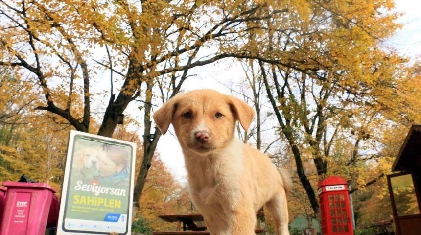 Ey&uuml;psultan&rsquo;da Sokak Hayvanları İ&ccedil;in &ldquo;doğal Yaşam Alanı&rdquo; Kuruluyor