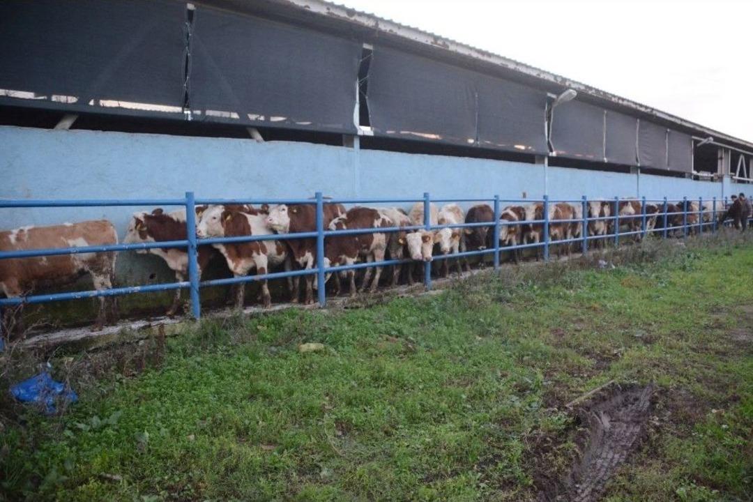 Lapseki&rsquo;de Besicilere B&uuml;y&uuml;kbaş Hayvan Dağıtıldı