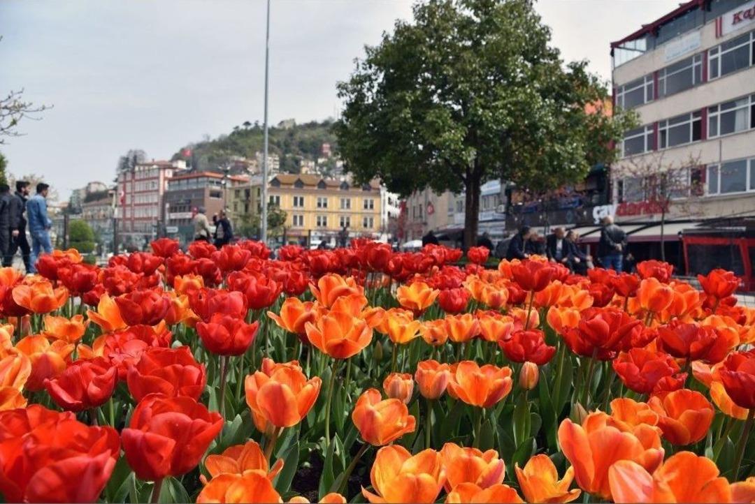 Giresun&rsquo;da Lale Devri