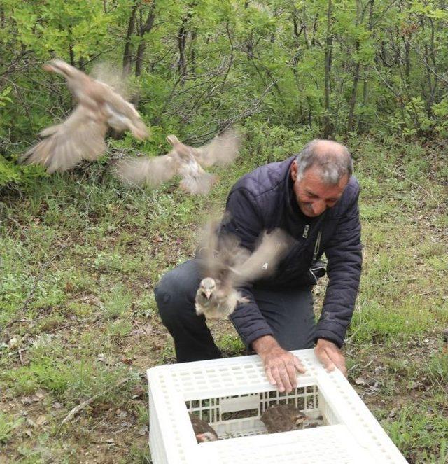 Kovancılar’da Doğaya Bin Adet Keklik Bırakıldı