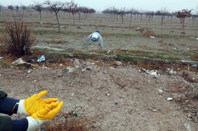 Konya’da Gözleri Bantlanmış Atmaca Ve Güvercinler Bulundu