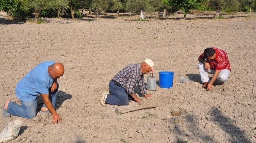 (&ouml;zel) Kavun Tohumu Toprakla Buluştu