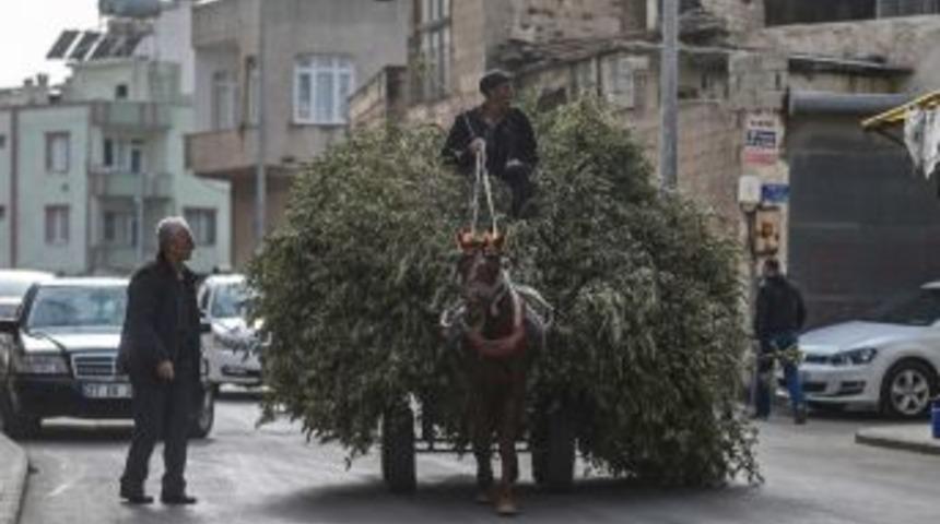 Zeytin Dalları Arasında İlgin&ccedil; Yolculuk