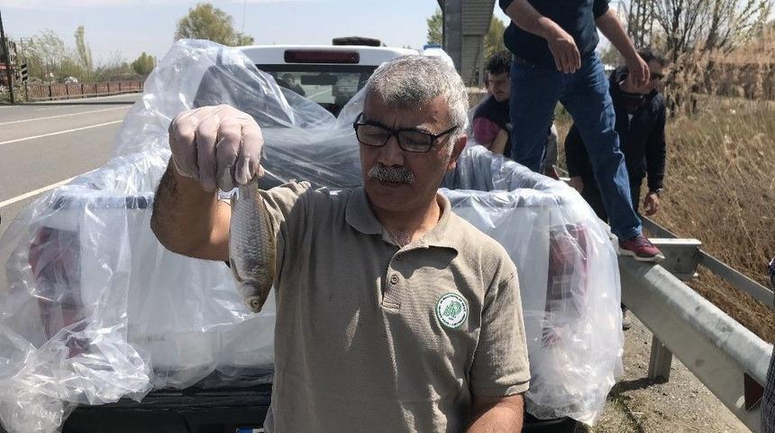 Su Seviyesi D&uuml;şen Kanaldaki Balıklar Kurtarıldı