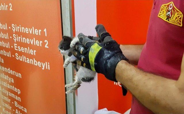 Yavru Kedi Duvar Kırılarak Kurtarıldı