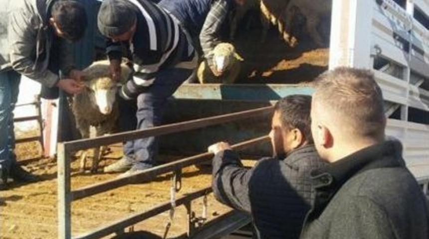 Isparta&rsquo;da Gen&ccedil; &Ccedil;ift&ccedil;ilere Koyun Hibesi