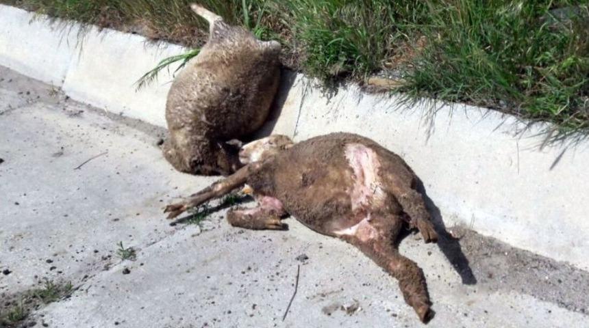 Vicdansızlar Yola Attılar