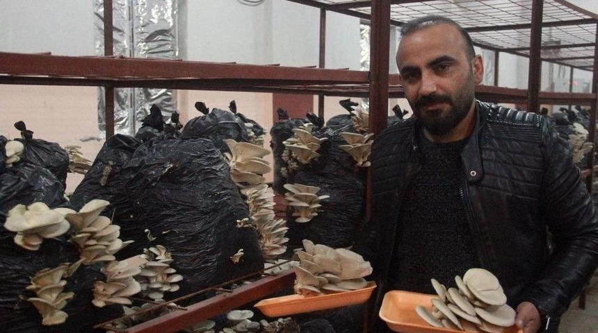 Hakkari&rsquo;de İlk Defa İstiridye Mantarı &Uuml;retildi